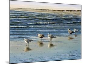 Cape May Herring Gulls-Bruce Dumas-Mounted Giclee Print