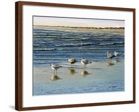 Cape May Herring Gulls-Bruce Dumas-Framed Giclee Print