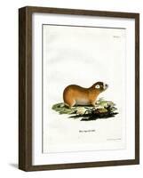 Cape Mole Rat-null-Framed Giclee Print