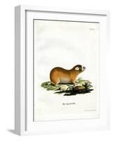 Cape Mole Rat-null-Framed Giclee Print