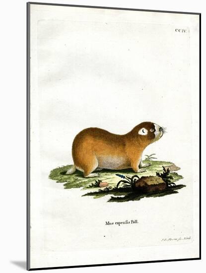 Cape Mole Rat-null-Mounted Giclee Print