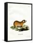 Cape Mole Rat-null-Framed Stretched Canvas