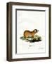 Cape Mole Rat-null-Framed Giclee Print