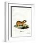 Cape Mole Rat-null-Framed Giclee Print