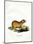 Cape Mole Rat-null-Mounted Giclee Print