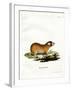 Cape Mole Rat-null-Framed Giclee Print