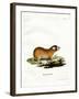 Cape Mole Rat-null-Framed Giclee Print