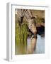 Cape Mountain Zebra (Equus Zebra Zebra) Drinking, Mountain Zebra National Park, South Africa, Afric-James Hager-Framed Photographic Print