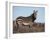 Cape Mountain Zebra, Equus Zebra Zebra, Mountain Zebra National Park, Eastern Cape, South Africa-Steve & Ann Toon-Framed Photographic Print