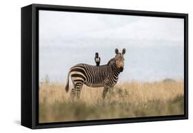 Cape Mountain Zebra (Equus Zebra Zebra), Mountain Zebra National Park, Eastern Cape-Ann & Steve Toon-Framed Stretched Canvas