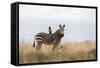 Cape Mountain Zebra (Equus Zebra Zebra), Mountain Zebra National Park, Eastern Cape-Ann & Steve Toon-Framed Stretched Canvas