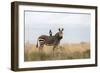 Cape Mountain Zebra (Equus Zebra Zebra), Mountain Zebra National Park, Eastern Cape-Ann & Steve Toon-Framed Photographic Print