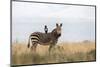 Cape Mountain Zebra (Equus Zebra Zebra), Mountain Zebra National Park, Eastern Cape-Ann & Steve Toon-Mounted Photographic Print