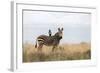 Cape Mountain Zebra (Equus Zebra Zebra), Mountain Zebra National Park, Eastern Cape-Ann & Steve Toon-Framed Photographic Print