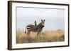 Cape Mountain Zebra (Equus Zebra Zebra), Mountain Zebra National Park, Eastern Cape-Ann & Steve Toon-Framed Photographic Print