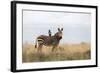 Cape Mountain Zebra (Equus Zebra Zebra), Mountain Zebra National Park, Eastern Cape-Ann & Steve Toon-Framed Photographic Print