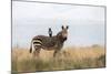 Cape Mountain Zebra (Equus Zebra Zebra), Mountain Zebra National Park, Eastern Cape-Ann & Steve Toon-Mounted Photographic Print