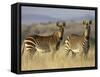 Cape Mountain Zebra, Mountain Zebra National Park, South Africa, Africa-James Hager-Framed Stretched Canvas