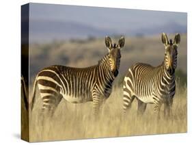Cape Mountain Zebra, Mountain Zebra National Park, South Africa, Africa-James Hager-Stretched Canvas