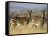 Cape Mountain Zebra, Mountain Zebra National Park, South Africa, Africa-James Hager-Framed Stretched Canvas