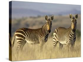 Cape Mountain Zebra, Mountain Zebra National Park, South Africa, Africa-James Hager-Stretched Canvas