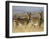 Cape Mountain Zebra, Mountain Zebra National Park, South Africa, Africa-James Hager-Framed Premium Photographic Print