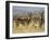 Cape Mountain Zebra, Mountain Zebra National Park, South Africa, Africa-James Hager-Framed Photographic Print