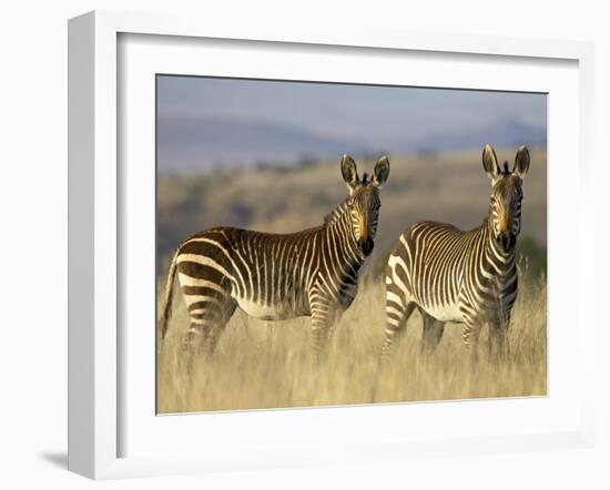 Cape Mountain Zebra, Mountain Zebra National Park, South Africa, Africa-James Hager-Framed Photographic Print