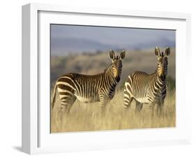 Cape Mountain Zebra, Mountain Zebra National Park, South Africa, Africa-James Hager-Framed Photographic Print