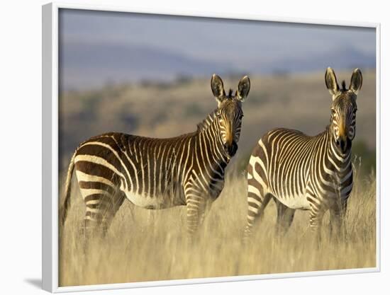 Cape Mountain Zebra, Mountain Zebra National Park, South Africa, Africa-James Hager-Framed Photographic Print