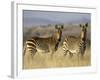 Cape Mountain Zebra, Mountain Zebra National Park, South Africa, Africa-James Hager-Framed Photographic Print