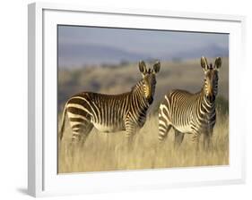 Cape Mountain Zebra, Mountain Zebra National Park, South Africa, Africa-James Hager-Framed Photographic Print