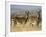 Cape Mountain Zebra, Mountain Zebra National Park, South Africa, Africa-James Hager-Framed Photographic Print