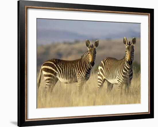 Cape Mountain Zebra, Mountain Zebra National Park, South Africa, Africa-James Hager-Framed Photographic Print