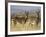 Cape Mountain Zebra, Mountain Zebra National Park, South Africa, Africa-James Hager-Framed Photographic Print