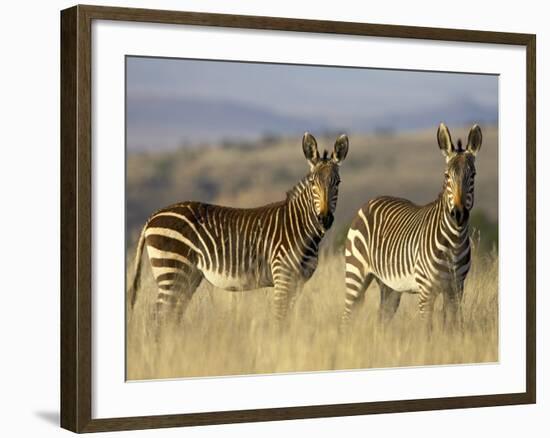 Cape Mountain Zebra, Mountain Zebra National Park, South Africa, Africa-James Hager-Framed Photographic Print