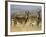 Cape Mountain Zebra, Mountain Zebra National Park, South Africa, Africa-James Hager-Framed Photographic Print