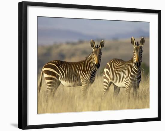 Cape Mountain Zebra, Mountain Zebra National Park, South Africa, Africa-James Hager-Framed Photographic Print