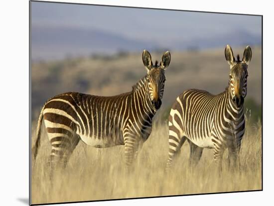 Cape Mountain Zebra, Mountain Zebra National Park, South Africa, Africa-James Hager-Mounted Photographic Print