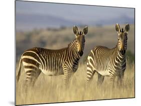 Cape Mountain Zebra, Mountain Zebra National Park, South Africa, Africa-James Hager-Mounted Photographic Print