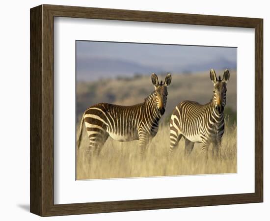 Cape Mountain Zebra, Mountain Zebra National Park, South Africa, Africa-James Hager-Framed Photographic Print