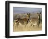 Cape Mountain Zebra, Mountain Zebra National Park, South Africa, Africa-James Hager-Framed Photographic Print