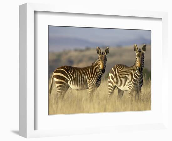 Cape Mountain Zebra, Mountain Zebra National Park, South Africa, Africa-James Hager-Framed Photographic Print