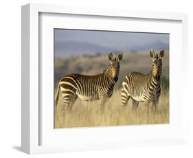 Cape Mountain Zebra, Mountain Zebra National Park, South Africa, Africa-James Hager-Framed Photographic Print