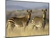 Cape Mountain Zebra, Mountain Zebra National Park, South Africa, Africa-James Hager-Mounted Photographic Print