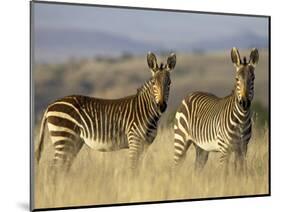 Cape Mountain Zebra, Mountain Zebra National Park, South Africa, Africa-James Hager-Mounted Photographic Print