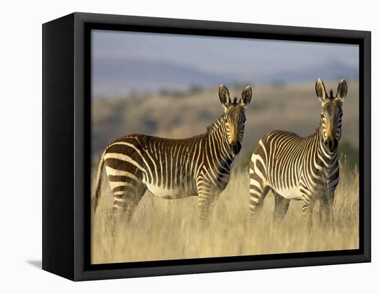 Cape Mountain Zebra, Mountain Zebra National Park, South Africa, Africa-James Hager-Framed Stretched Canvas