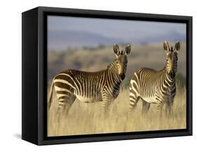 Cape Mountain Zebra, Mountain Zebra National Park, South Africa, Africa-James Hager-Framed Stretched Canvas