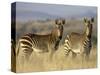 Cape Mountain Zebra, Mountain Zebra National Park, South Africa, Africa-James Hager-Stretched Canvas