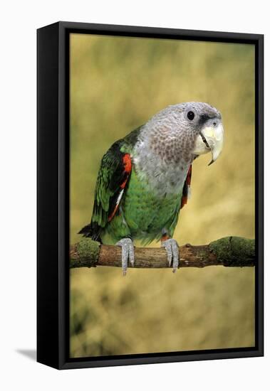 Cape Parrot on Branch-null-Framed Stretched Canvas